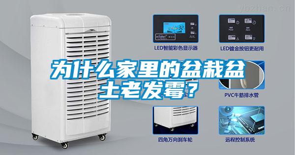 為什么家里的盆栽盆土老發霉？