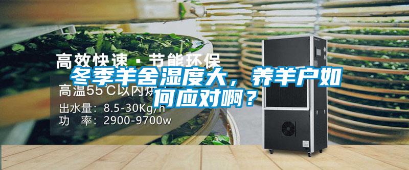 冬季羊舍濕度大，養羊戶如何應對啊？