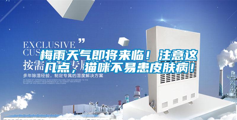 梅雨天氣即將來臨!注意這幾點,貓咪不易患皮膚病!