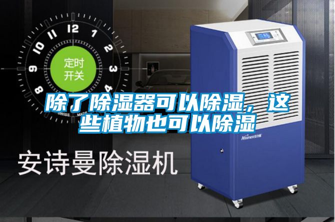 除了除濕器可以除濕，這些植物也可以除濕